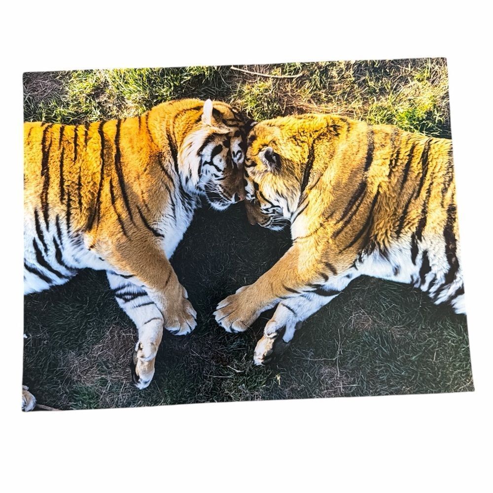 Tiger Love, Photography Print 8x12”